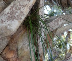 Vittaria lineata image