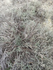 Frankenia thymifolia