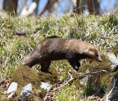 Japanese Badger photo 5