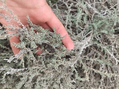 Frankenia thymifolia