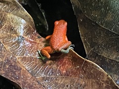 Oophaga granulifera