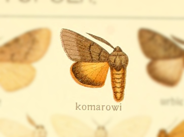 Polymona komarovi
