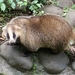 Japanese Badger - Photo (c) Nzrst1jx, some rights reserved (CC BY-SA)