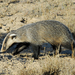 Asian Badger - Photo (c) David Blank, some rights reserved (CC BY-NC-SA)