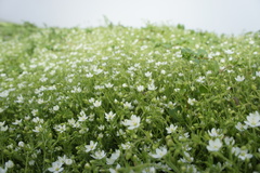 Spergularia collina