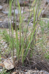 Stipa caragana