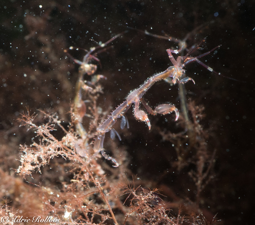 Japanese Skeleton Shrimp, Dreischor - Frans Kokrif, photo 10 of 10