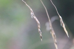 Stipa caragana