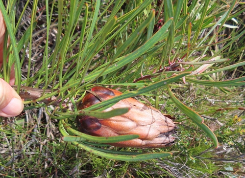 Image of Protea pudens by (c) linkie, some rights reserved (CC BY)