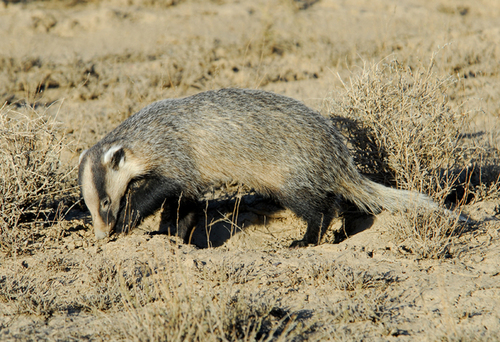 Asian Badger