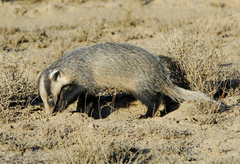 Asian Badger photo 3