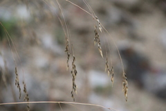 Stipa caragana