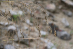 Stipa caragana