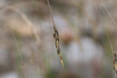 Stipa caragana