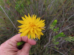 Lachnaea aurea