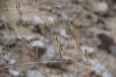 Stipa caragana