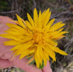 Lachnaea aurea