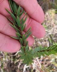 Lachnaea aurea