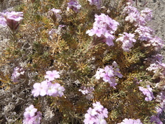 Glandularia laciniata