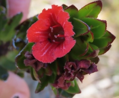 Lobostemon sanguineus