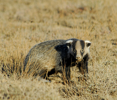 Asian Badger photo 4