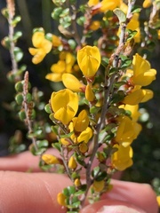 Bossiaea foliosa