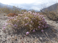 Glandularia laciniata