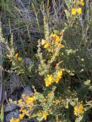 Bossiaea foliosa