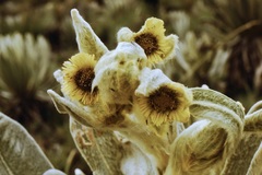 Espeletia pycnophylla