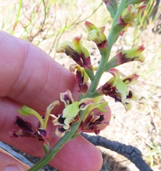 Tritoniopsis parviflora