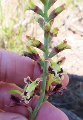 Tritoniopsis parviflora