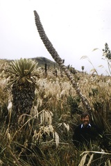 Puya hamata