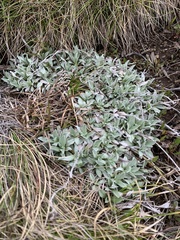 Argyrotegium fordianum
