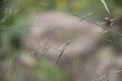Stipa caragana