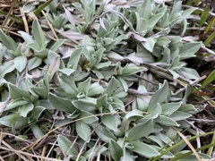 Argyrotegium fordianum