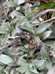Argyrotegium fordianum