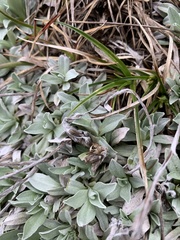 Argyrotegium fordianum