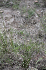 Stipa caragana