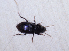 Coleoptera