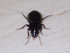 Coleoptera