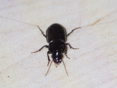 Coleoptera