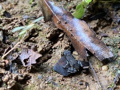 Incilius aucoinae