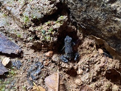 Incilius aucoinae