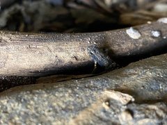 Incilius aucoinae