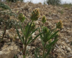 Plantago afra