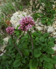 Valeriana italica