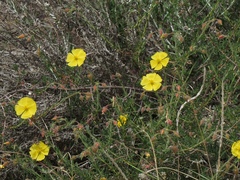 Fumana arabica