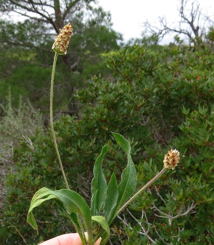 Plantago amplexicaulis iNat (1)