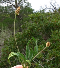 Plantago amplexicaulis