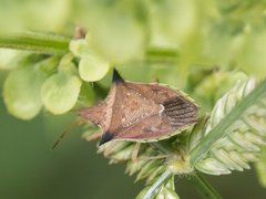 Diceraeus melacanthus